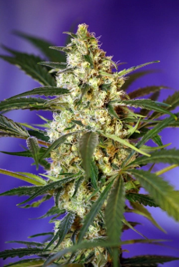Fast Bud #2 Auto Cannabisblüte – gewachsen aus Automatic Hanfsamen von Sweet Seeds