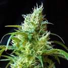 Flash Back #2 Cannabisblüte – gewachsen aus Feminisierte Hanfsamen von Sweet Seeds