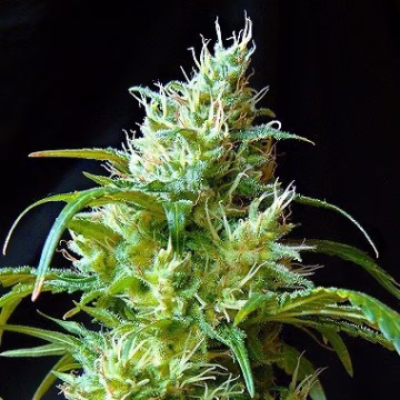 Flash Back #2 Cannabisblüte – gewachsen aus Feminisierte Hanfsamen von Sweet Seeds