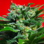 Ganesh Spirit Cannabisblüte – gewachsen aus Feminisierte Hanfsamen von Sweet Seeds