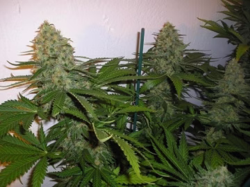 Green Poison Cannabisblüte – gewachsen aus Feminisierte Hanfsamen von Sweet Seeds