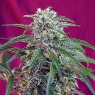 Green Poison Auto Cannabisblüte – gewachsen aus Automatic Hanfsamen von Sweet Seeds