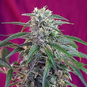 Green Poison Auto Cannabisblüte – gewachsen aus Automatic Hanfsamen von Sweet Seeds