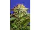 Green Poison FAST Version Cannabisblüte – gewachsen aus Feminisierte Hanfsamen von Sweet Seeds