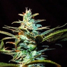 Ice Cool Cannabisblüte – gewachsen aus Feminisierte Hanfsamen von Sweet Seeds