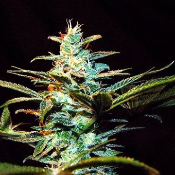 Ice Cool Cannabisblüte – gewachsen aus Feminisierte Hanfsamen von Sweet Seeds