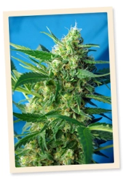 Ice Cool Auto Cannabisblüte – gewachsen aus Automatic Hanfsamen von Sweet Seeds