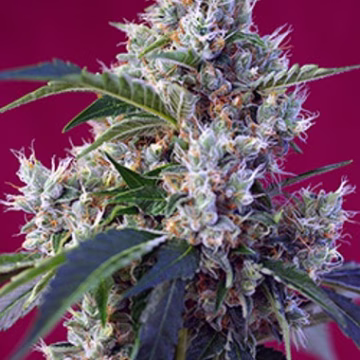 Indigo Berry Kush Cannabisblüte – gewachsen aus Feminisierte Hanfsamen von Sweet Seeds
