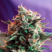 Jack 47 Auto Cannabisblüte – gewachsen aus Automatic Hanfsamen von Sweet Seeds