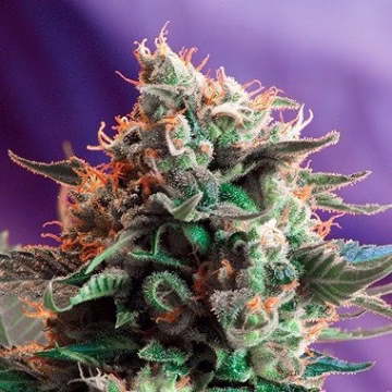 Jack 47 Auto Cannabisblüte – gewachsen aus Automatic Hanfsamen von Sweet Seeds