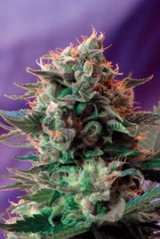 Jack 47 FAST Version Cannabisblüte – gewachsen aus Feminisierte Hanfsamen von Sweet Seeds
