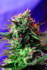 Jack 47 Cannabisblüte – gewachsen aus Feminisierte Hanfsamen von Sweet Seeds