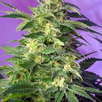 Killer Kush Auto Cannabisblüte – gewachsen aus Automatic Hanfsamen von Sweet Seeds