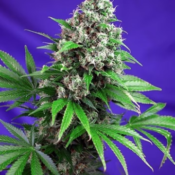 Killer Kush Fast Version Cannabisblüte – gewachsen aus Feminisierte Hanfsamen von Sweet Seeds