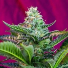 Mohan Ram Auto Cannabisblüte – gewachsen aus Automatic Hanfsamen von Sweet Seeds