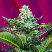 Mohan Ram Auto Cannabisblüte – gewachsen aus Automatic Hanfsamen von Sweet Seeds