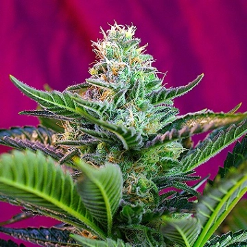 Mohan Ram Auto Cannabisblüte – gewachsen aus Automatic Hanfsamen von Sweet Seeds