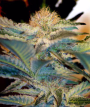 Mohan Ram Cannabisblüte – gewachsen aus Feminisierte Hanfsamen von Sweet Seeds
