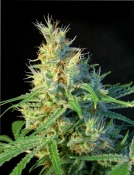 Psicodelicia Cannabisblüte – gewachsen aus Feminisierte Hanfsamen von Sweet Seeds
