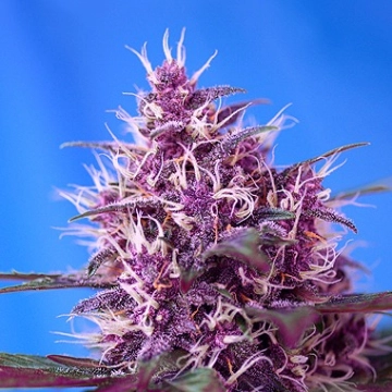 Red Poison Auto Cannabisblüte – gewachsen aus Automatic Hanfsamen von Sweet Seeds