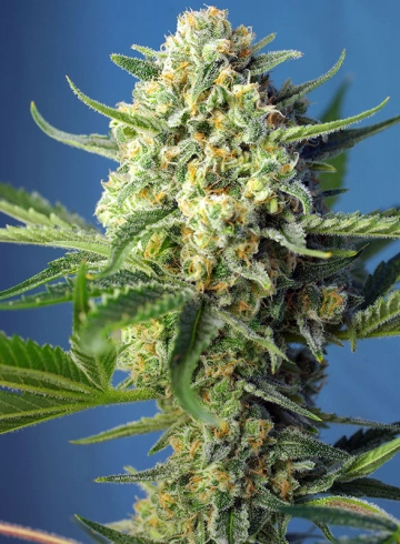 S.A.D. CBD Cannabisblüte – gewachsen aus Feminisierte Hanfsamen von Sweet Seeds