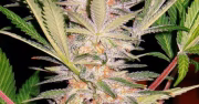 S.A.D. FAST Version Cannabisblüte – gewachsen aus Feminisierte Hanfsamen von Sweet Seeds