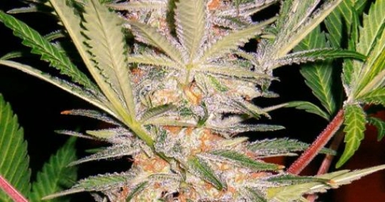 S.A.D. FAST Version – Sweet Seeds – Feminisiert