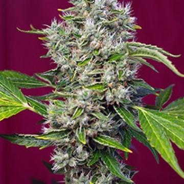 San Fernando Lemon Kush Cannabisblüte – gewachsen aus Feminisierte Hanfsamen von Sweet Seeds