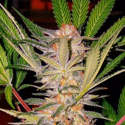 Sweet Afghani Delicious Cannabisblüte – gewachsen aus Feminisierte Hanfsamen von Sweet Seeds