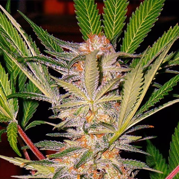 Sweet Afghani Delicious Cannabisblüte – gewachsen aus Feminisierte Hanfsamen von Sweet Seeds