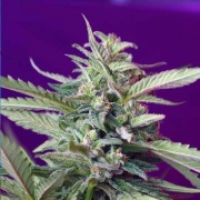 Sweet Afghani Delicious (S.A.D) Auto Cannabisblüte – gewachsen aus Automatic Hanfsamen von Sweet Seeds