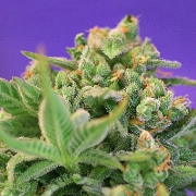Sweet Cheese Auto Cannabisblüte – gewachsen aus Automatic Hanfsamen von Sweet Seeds