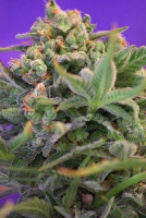 Sweet Cheese FAST Version Cannabisblüte – gewachsen aus Feminisierte Hanfsamen von Sweet Seeds