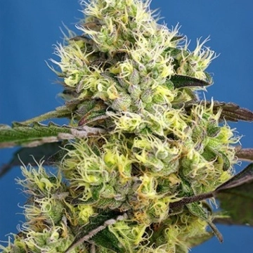 Sweet Gelato Auto Cannabisblüte – gewachsen aus Automatic Hanfsamen von Sweet Seeds