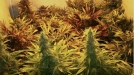 Sweet Mix Auto Cannabisblüte – gewachsen aus Automatic Hanfsamen von Sweet Seeds