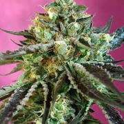 Sweet Nurse Auto CBD Cannabisblüte – gewachsen aus Automatic Hanfsamen von Sweet Seeds