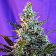Sweet Skunk Auto Cannabisblüte – gewachsen aus Automatic Hanfsamen von Sweet Seeds