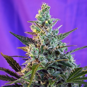 Sweet Skunk Auto Cannabisblüte – gewachsen aus Automatic Hanfsamen von Sweet Seeds