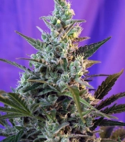 Sweet Skunk FAST Version Cannabisblüte – gewachsen aus Feminisierte Hanfsamen von Sweet Seeds