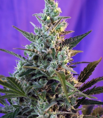 Sweet Skunk FAST Version Cannabisblüte – gewachsen aus Feminisierte Hanfsamen von Sweet Seeds