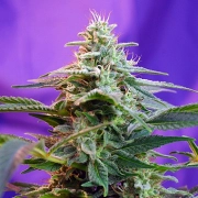 Sweet Special Auto Cannabisblüte – gewachsen aus Automatic Hanfsamen von Sweet Seeds