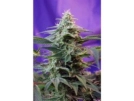 Sweet Special FAST Version Cannabisblüte – gewachsen aus Feminisierte Hanfsamen von Sweet Seeds