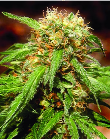 Sweet Tai Cannabisblüte – gewachsen aus Feminisierte Hanfsamen von Sweet Seeds
