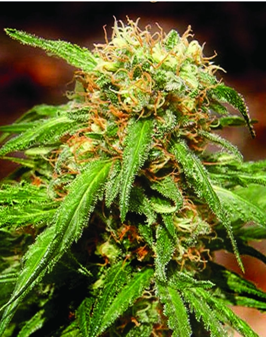 Sweet Tai – Sweet Seeds – Feminisiert