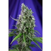 Sweet Trainwreck Auto Cannabisblüte – gewachsen aus Automatic Hanfsamen von Sweet Seeds