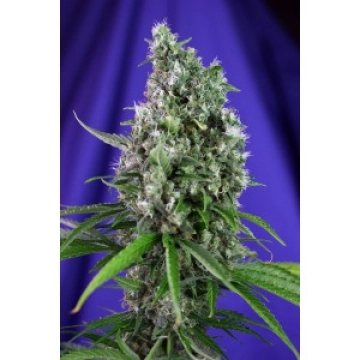 Sweet Trainwreck Auto Cannabisblüte – gewachsen aus Automatic Hanfsamen von Sweet Seeds