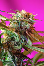 Wild Rose Cannabisblüte – gewachsen aus Feminisierte Hanfsamen von Sweet Seeds