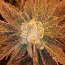 9 Pound Hammer Cannabisblüte – gewachsen aus Regulaere Hanfsamen von TGA Subcool Seeds