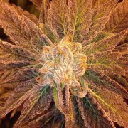 9 Pound Hammer Cannabisblüte – gewachsen aus Regulaere Hanfsamen von TGA Subcool Seeds