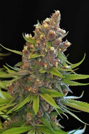 Ace of Spades Cannabisblüte – gewachsen aus Regulaere Hanfsamen von TGA Subcool Seeds